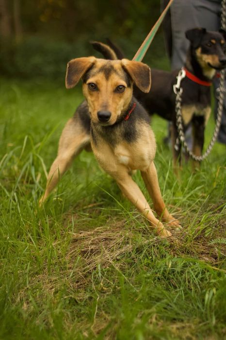 Zig malenstwo do adopcji
