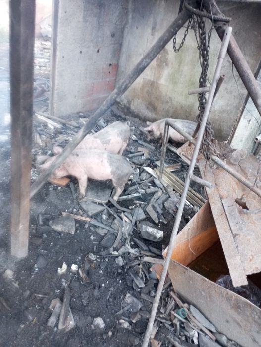 Porcos brancos  com peetram