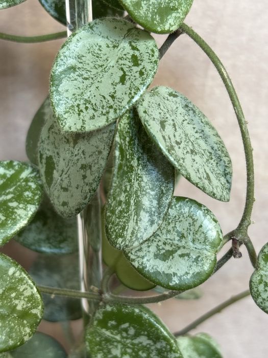 Hoya Mathilde Splash (cięta 2 węzły)