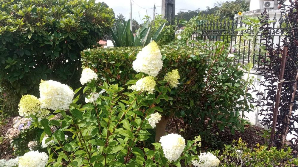 Serviço de jardinagem