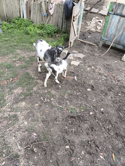 Продам козичку с козинятком.