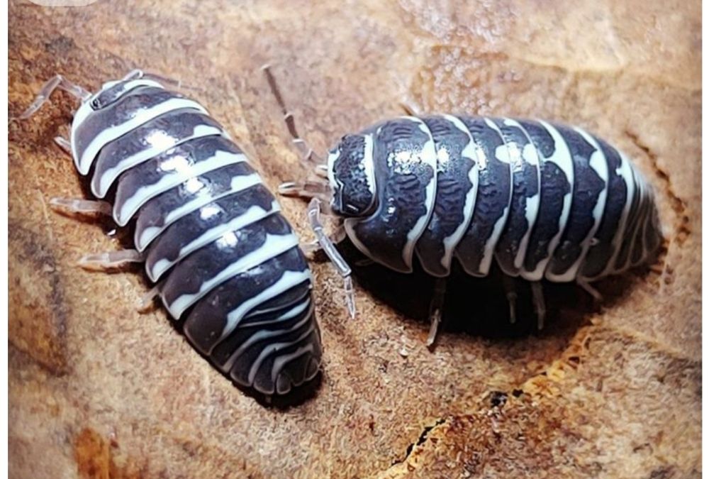 Isopody armadillidum maculatum( zebra)