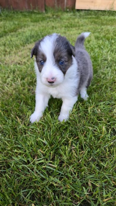 Border Collie blue merle