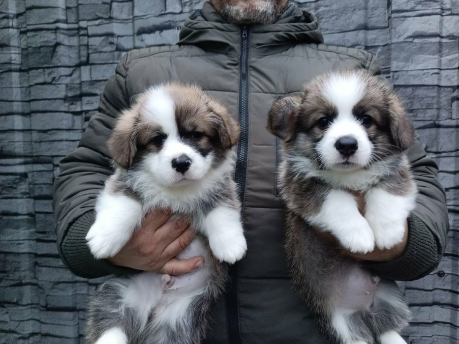 Куцехвості хлопці