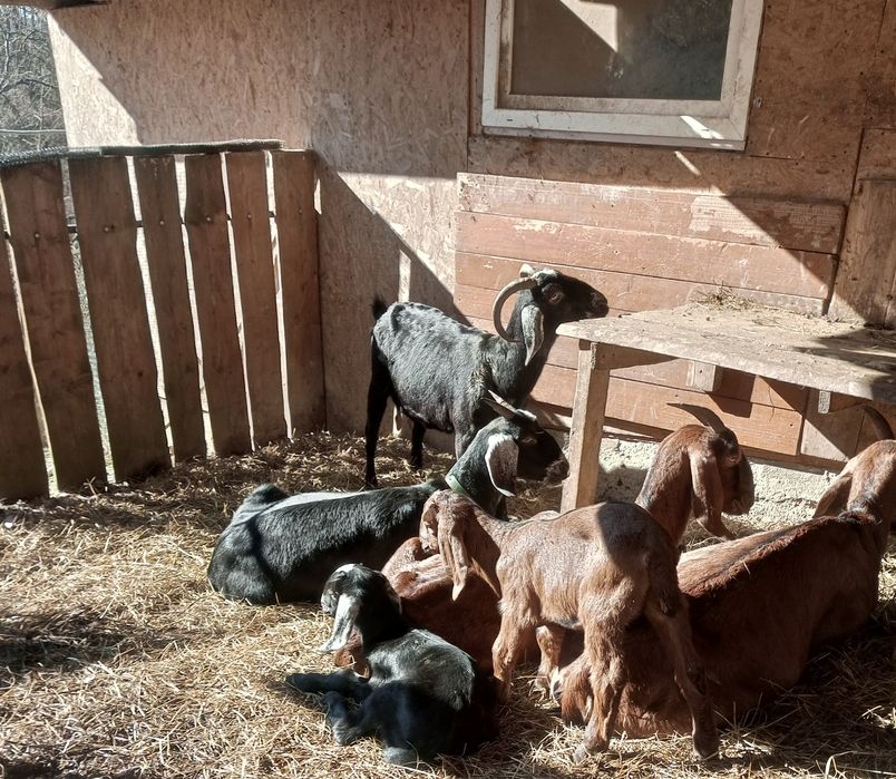 Козенята англонубійської породи