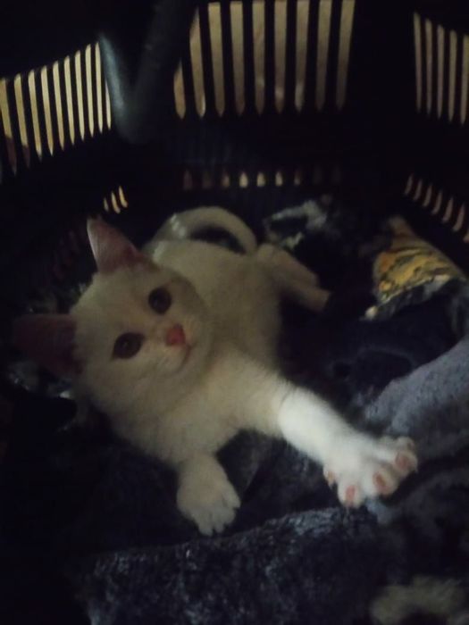 Отдадим бесплатно в ответственные руки  кошеня-девочка 3,5 мес.