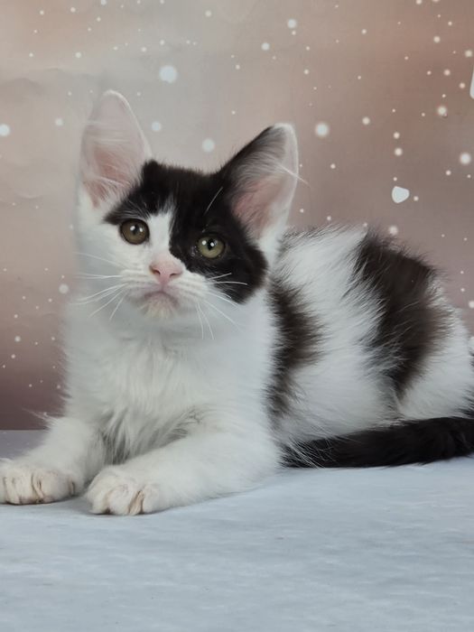 Котята мальчишки манчкин лонг
