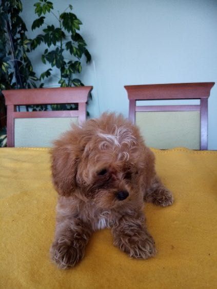 Maltipoo F1B- szczenię