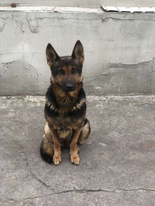 Щенок німецької вівчарки