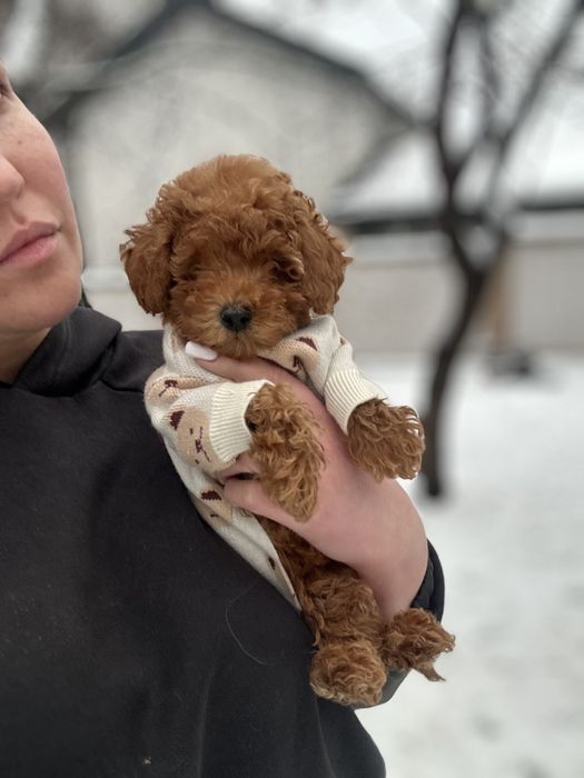 Мальчик той пудель