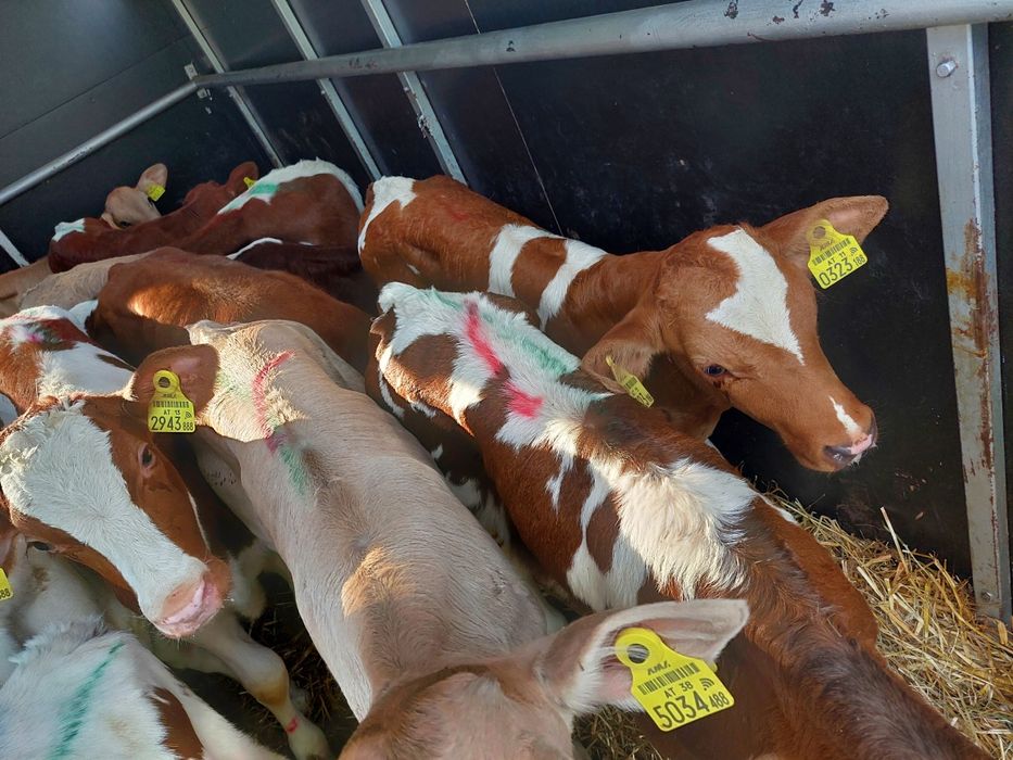 Cielaki miesne Turek byczki