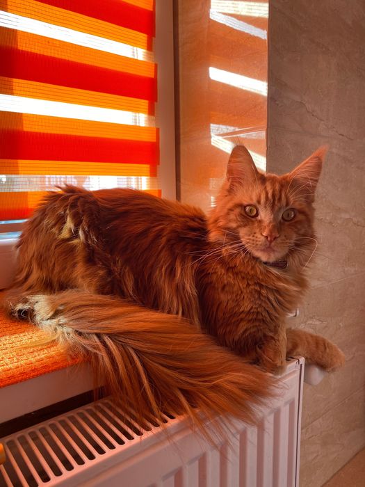 В’язка. Мей- кун мармурово- червоний.