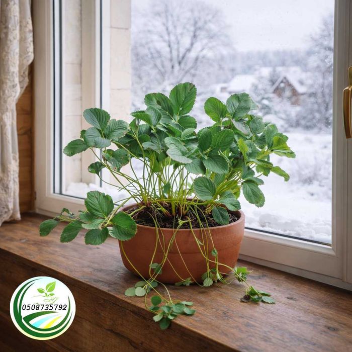 Полуниця на підвіконні Homemade, в горшках і кашпо, родить цілий рік