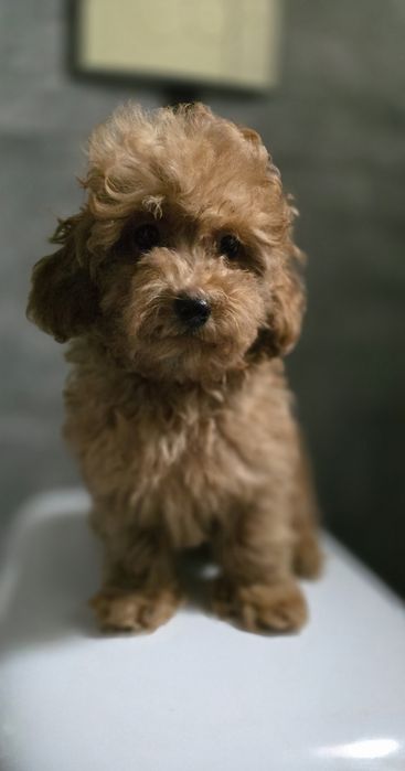 Pudel toy / chłopczyk