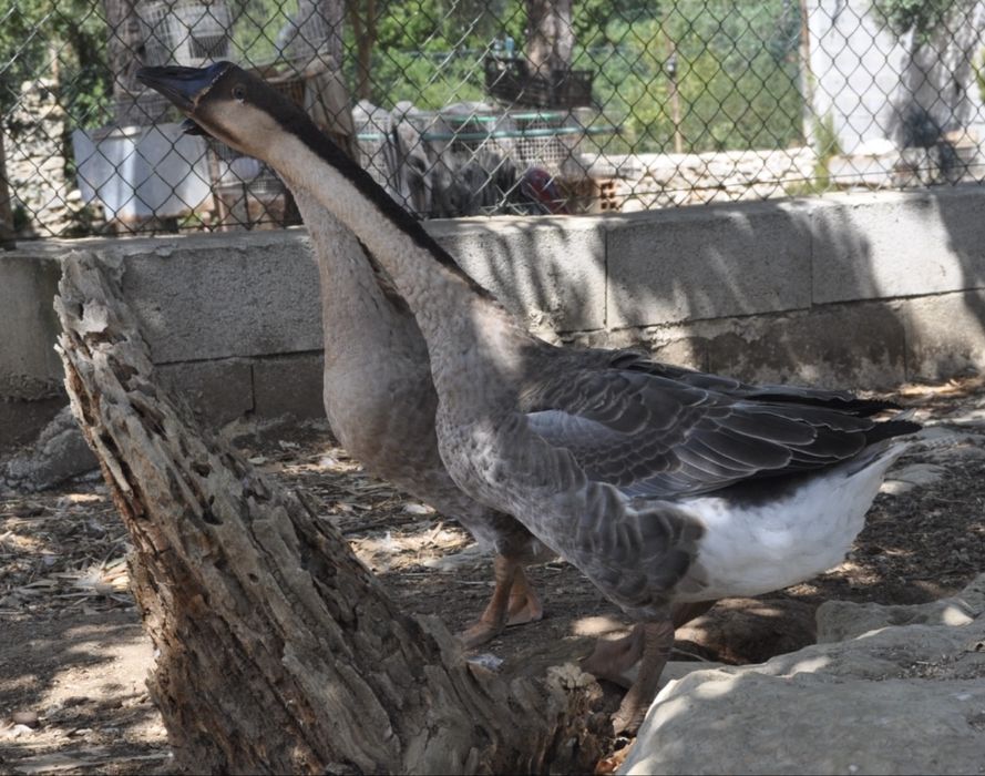 Tenho para venda ovos galados de peru/fracas/gansos