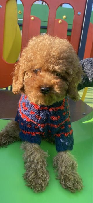 Той пудель хлопчик без білих плям вакцінація батьки в стандарті тойййй