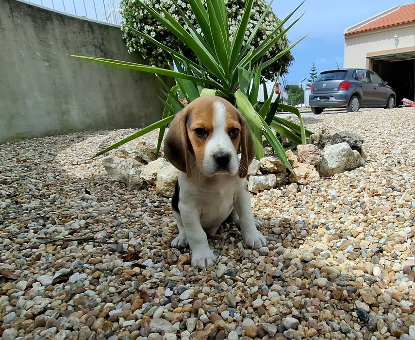 Beagle de excelente qualidade