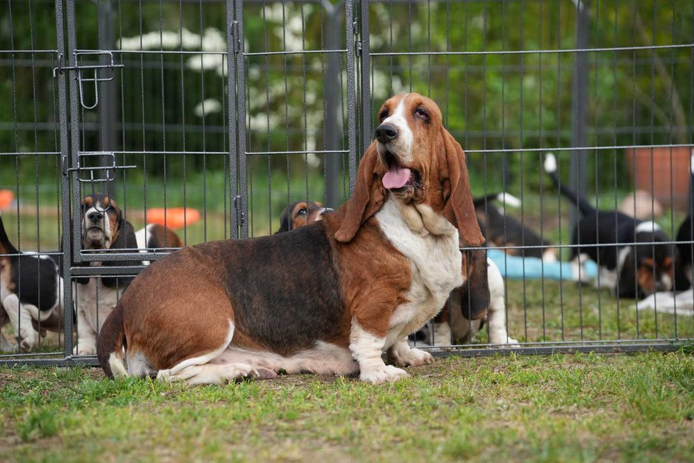 Basset Hound Piesek