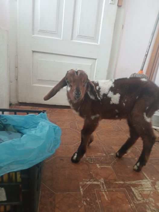 Продам Нубійця або обміняю на кізочку Нубійку