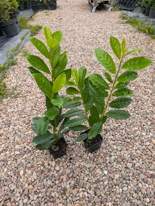 Laurowisnia novita rotundifolia caucasica w donicy rabat