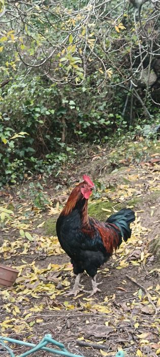 Galo Maran para troca de galinheiro aceito trocas