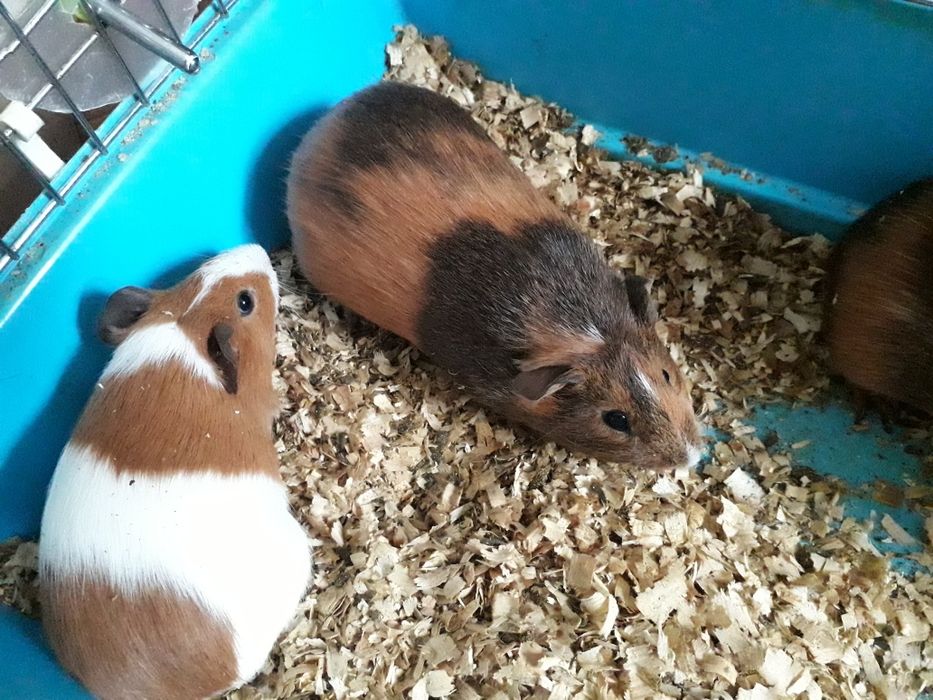 Моська свинка(мурчак)