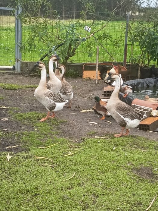Gansos sinaleiros, Gansos da Guiné ou gansos Africanos.