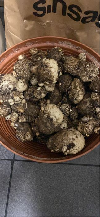 Kalia żółta cebulki