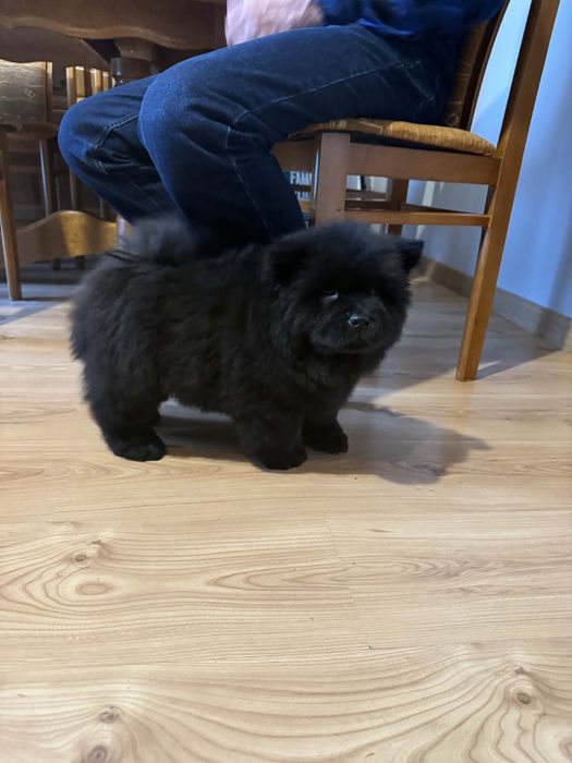 Chow chow piesek, szczeniak, podkarpacie