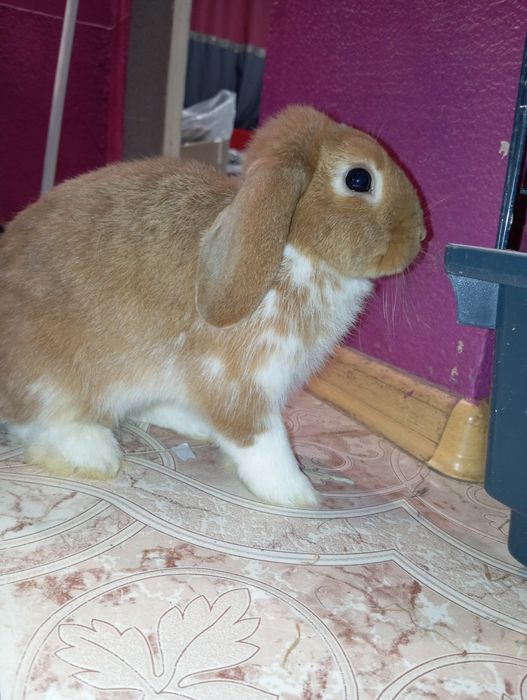 Królik miniaturki/karlowate