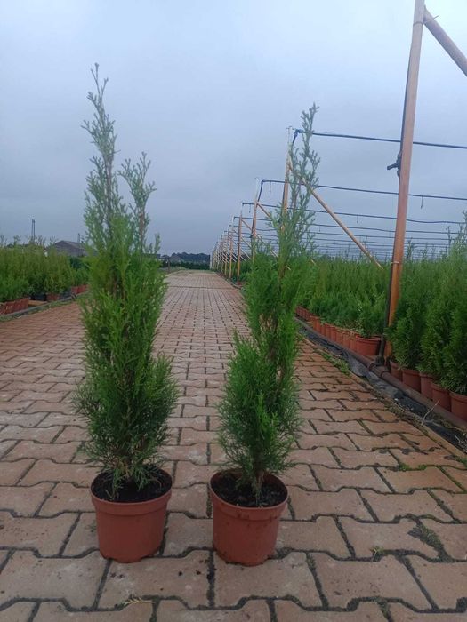 Tuja szmaragd 50-60 doniczka C2