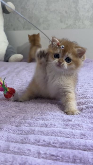 Золота шиншила кошеня