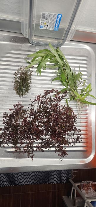 Plantas de aquario agua quente