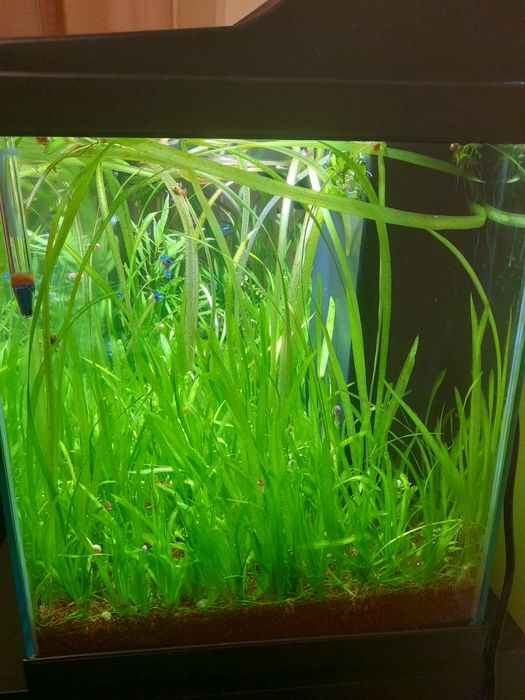 Vallisnerias plantas para aquários e lagos