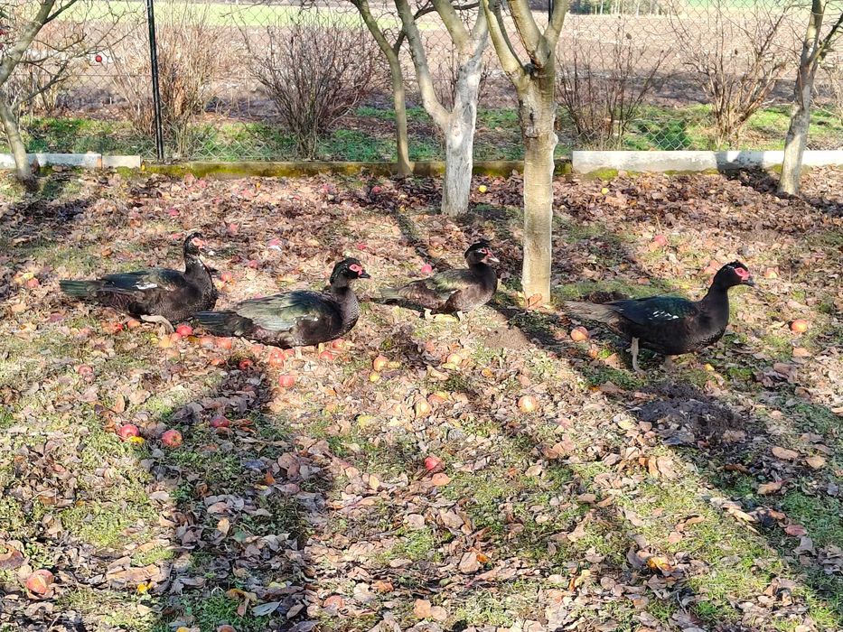 sprzedam  kaczki  francuskie