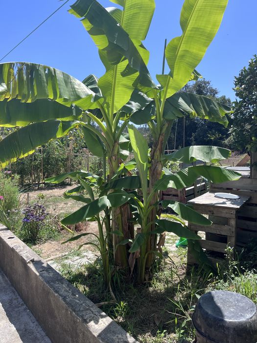 Mudas de bananeira – cultivadas com muito carinho