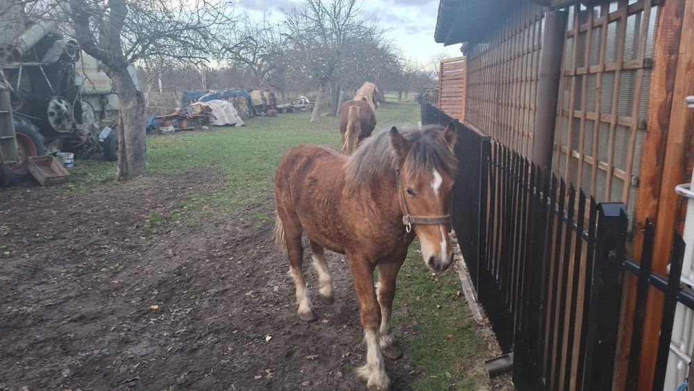 Klacz i źrebak zimnokrwisty