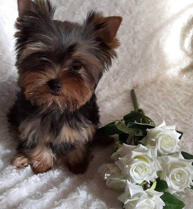 Супер мини мини  крошка йорочка девчуля