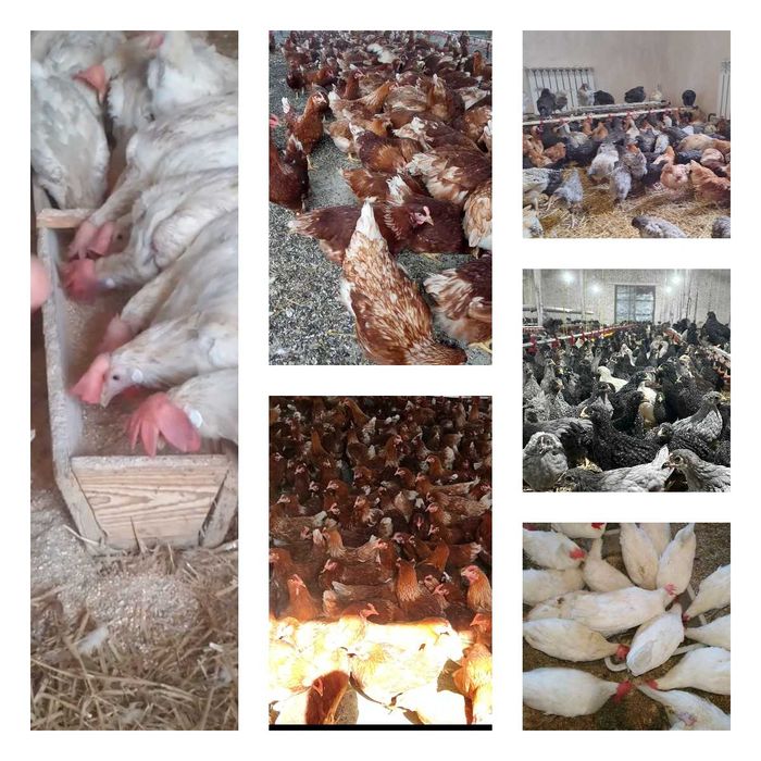 Продам кури несушки! Доставка безкоштовна. Тиврів!