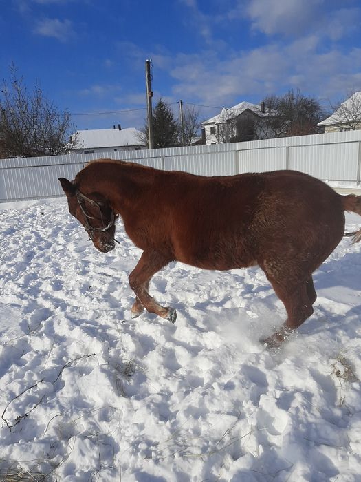 Лошиця лошичкакобила минув один рік