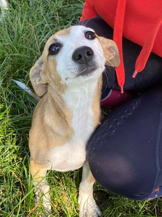 Sunia Lunka do adopcji wyjątkowy szczeniak