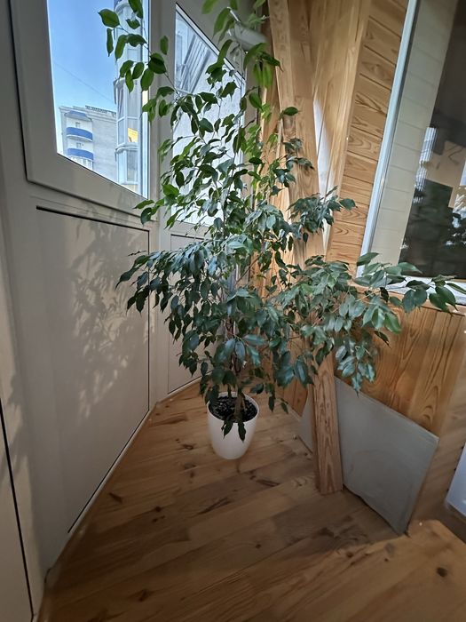 Фикус высотой 1.5 -  2 м