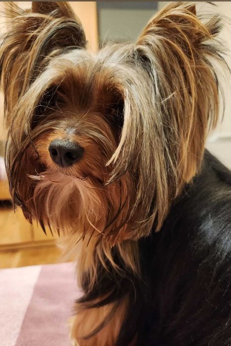 Procuro fêmea Yorkshire para acasalar!