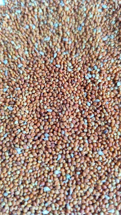 Чумиза, корм, колоски чумизи