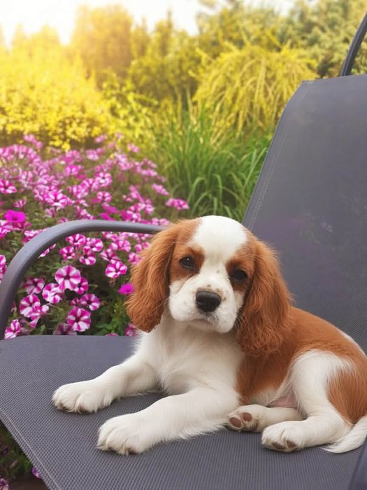 Cawalier King Charles Spaniel Suczka z Rodowodem