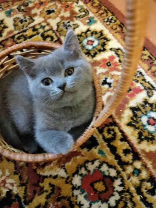 Продам кошеня шотландської породи, дівчинка