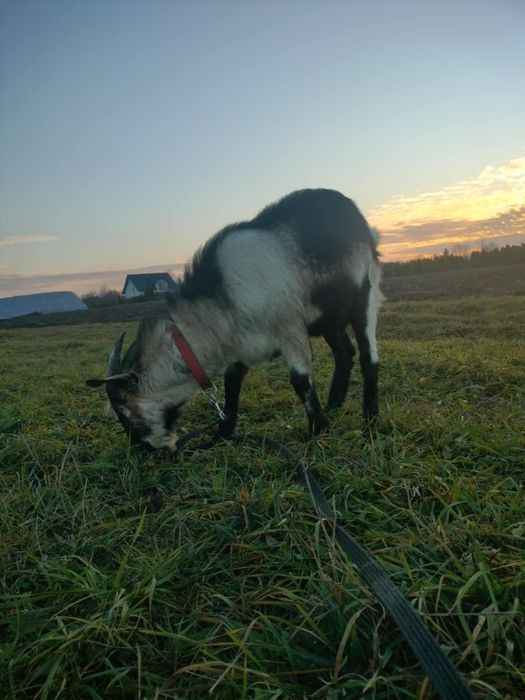 Sprzedam młodego capa