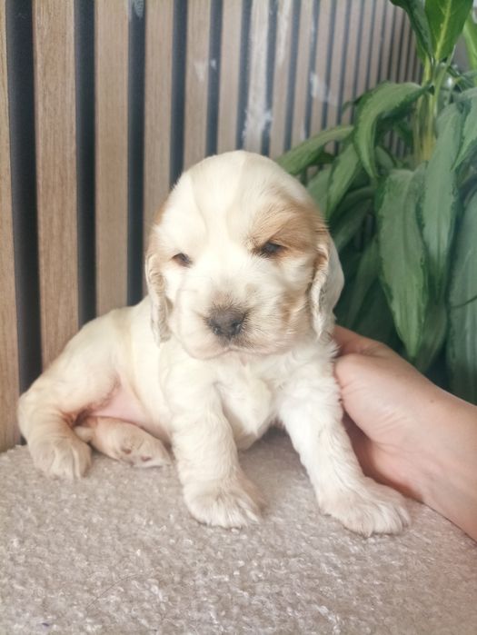 Cocker spaniele do odbioru ok 20.08