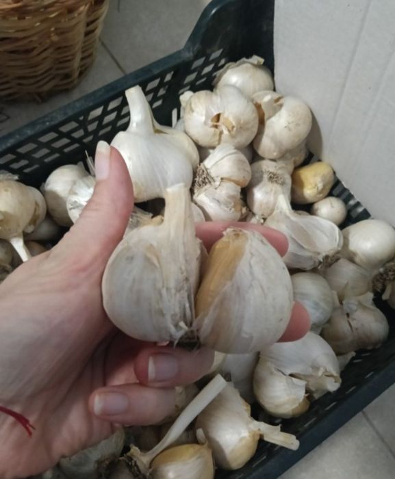 Czosnek słoniowy 10 ząbków