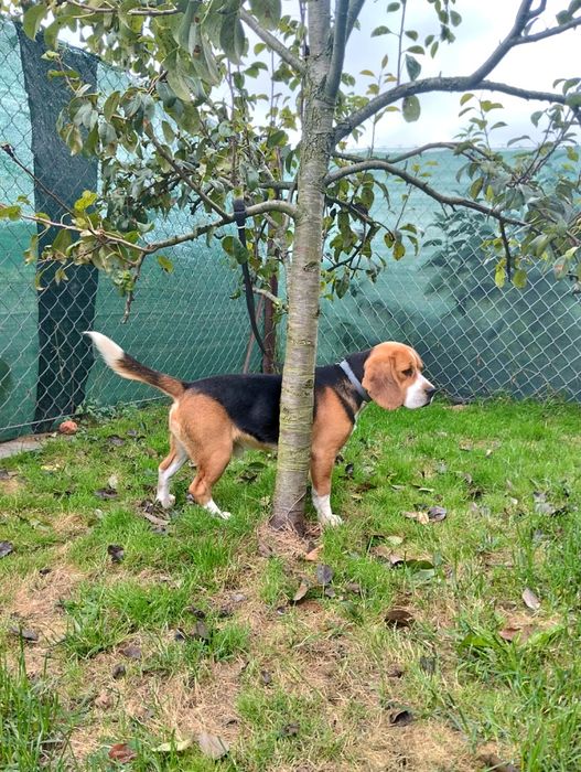 Suczka Beagle szczeniak